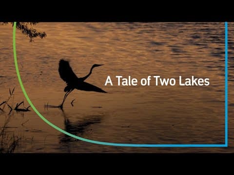The Lakes in Dhahran Supporting Wildlife and Biodiversity | Our Biodiversity